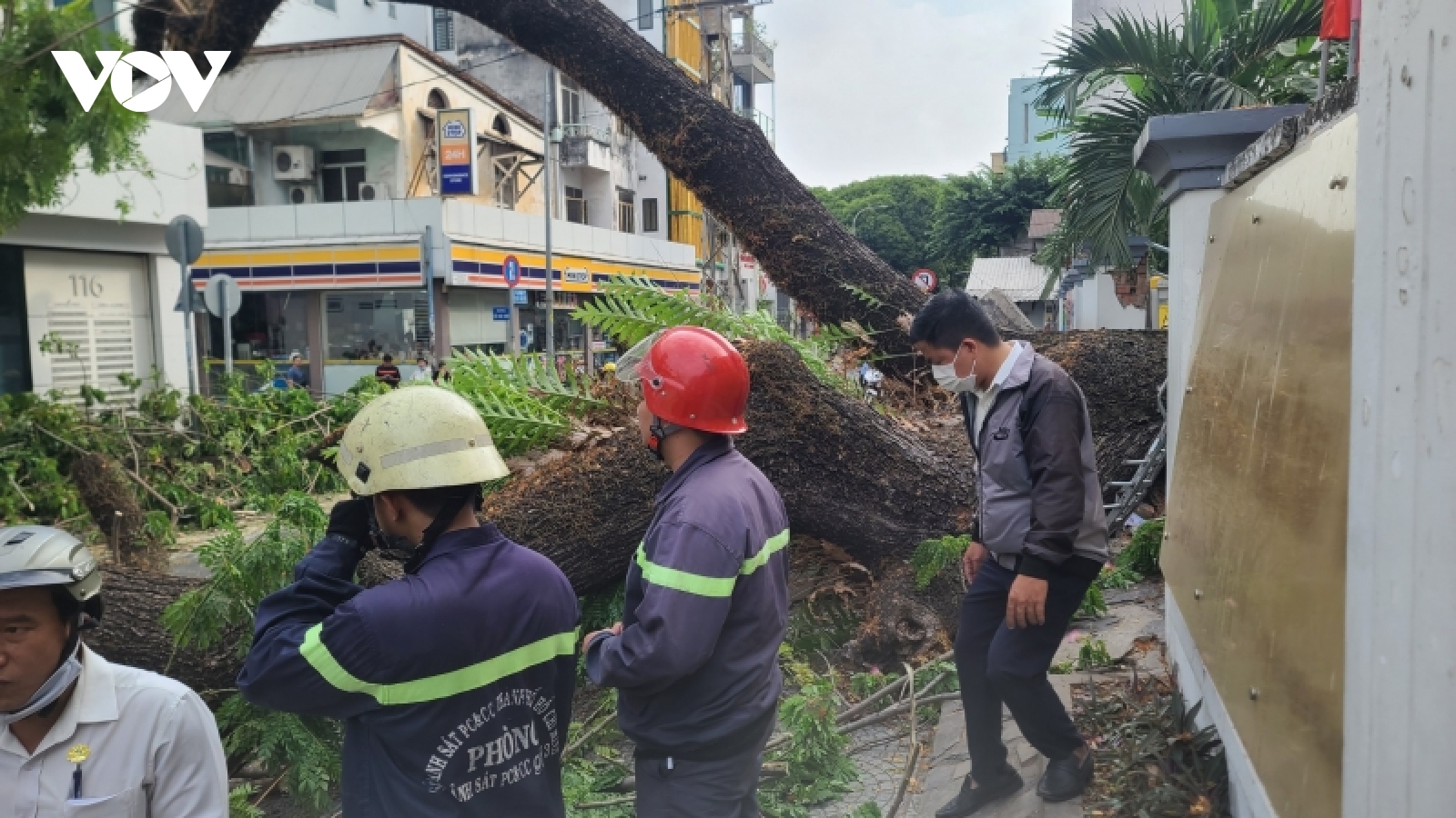 Cây xanh trong trường học bật gốc, ngã đổ khiến thai phụ bị thương nặng